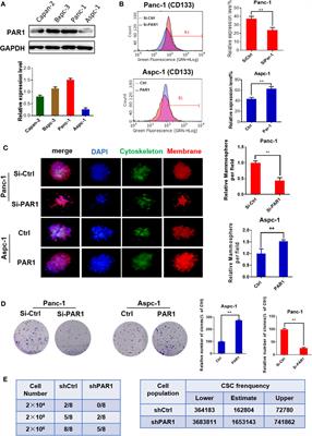 Doxycycline Inhibits Cancer Stem Cell-Like Properties via PAR1/FAK/PI3K/AKT Pathway in Pancreatic Cancer